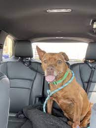 Proven tips from dog experts that has worked for more than 875,000 dog owners worldwide. Dogs For Adoption Near Panama City Beach Fl Petfinder
