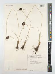 Image result for Pycreus permutatus