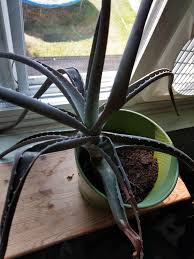 ✅ free shipping on many items! Got A 5 Year Old Aloe Vera Plant From Someone And It Seems Sad I Water It Sparingly About Once Every 2 3 Weeks And Give It Lots Of Sunlight I Ve Heard Buying