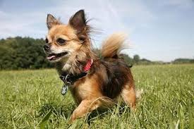 #1) chihuahuas are named after chihuahua, mexico. Chihuahua Alle Infos Zur Rasse Die Tierexperten