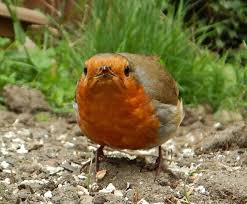 Black And White Bird With Red Breast Uk Robin S Terra Cotta Cottage Robin Bird Bird Pictures Animals