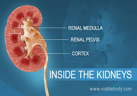 They are beneath the rib cage with one kidney on eit. Kidneys Urinary Anatomy
