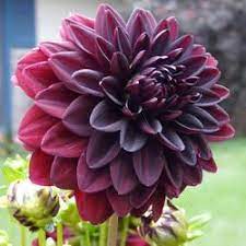 Arabian Night Bought At Home Depot But Found This Pic Online From Last Years Tuber Unusual Flowers Dahlia Flower Growing Dahlias