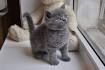 British Shorthair Kittens – kittens for sale