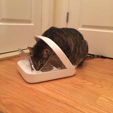 Automatic pet feeders are a great way to keep your dog's eating schedule consistent, and they're incredibly convenient for pet owners on the go. Sureflap Microchip Pet Feeder Your Favorite Celebrity Pets Have Spoken And This Is What They Want For Christmas Popsugar Pets Photo 32