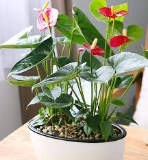 Le orchidee phalaenopsis sono piante che possono essere coltivate in appartamento e che regalano fioriture dai colori sgargianti, capaci di donare gioia e coltivate in vaso, le phalaenopsis regalano fioriture meravigliose. Idrocoltura Cos E E Come Funziona Guida Semplice E Rapida