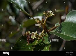 Image result for Harungana madagascariensis