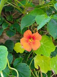 Image result for Tropaeolum majus