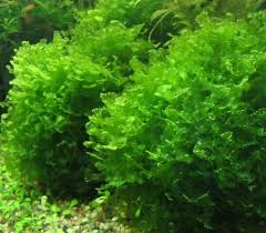 Image result for Lomariopsis rossii