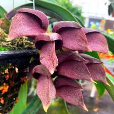Image result for Bulbophyllum oreonastes