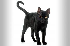 Other illnesses (cancer, liver) if you start noticing signs and symptoms of kidney infection, take kitty to the vet right away. End Stage Feline Kidney Disease Lovetoknow