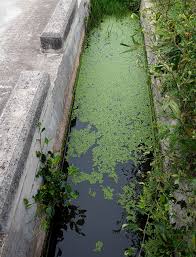 Image result for Lemna aequinoctialis