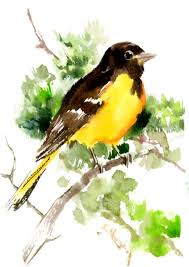 Bird In Hand Marketplace Baltimore Oriole Bird 7 X 5 In One Of A Kind Original Watercolor Painting Bird Art Birds Of Usa Yellow Black Bird Art Watercolor Bird Watercolor Images