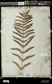 Image result for Thelypteris confluens