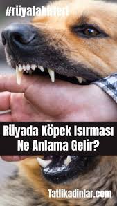 Ruyada Kopegin Elini Isirmasi