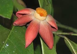 Image result for Uvaria angolensis