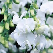 I want to know the best way to transplant a sweet pea plant. Buy Everlasting Sweet Pea Lathyrus Latifolius White Pearl 21 99 Delivery By Crocus