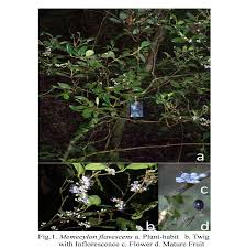 Image result for Memecylon sp. D