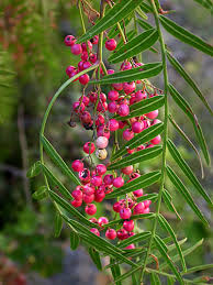 Image result for Schinus molle