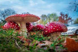 Pin By Shimmerstitch On New Diamond Painting Kits Which Would You Paint Stuffed Mushrooms Fly Agaric Mushroom Amazing Nature Photos