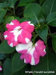 Image result for Impatiens wallerana