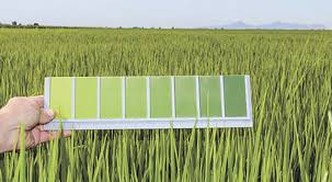 The Color Green Rice Farming