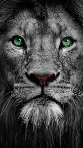 This makes them excellent choices. Lion Tattoo Hd Wallpaper Download