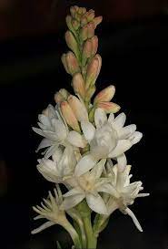 Tuberose Flowers Bouquet Love Flowers Long Lasting Flower