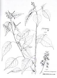 Image result for Lannea humilis