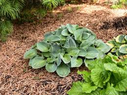 Mix 2 tablespoons of epsom salt in 1 gallon of water and spray once a month on the foliage in the rapid growth period. Hostas How To Plant Grow And Care For Hostas Hgtv