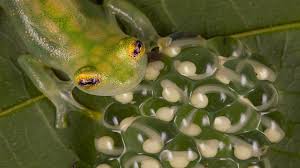 Image result for glass frog