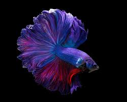 12 types of betta fish.betta fish are well known for their beautiful tails & fins. 32 Types Of Betta Fish Patterns Colors Tails With Pictures Pet Keen