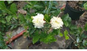 Image result for Jasminum schimperi