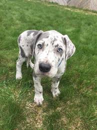 Great danes are one of the sweetest, most loveable dogs in the world. Meet Neptune Great Dane Puppy Aww