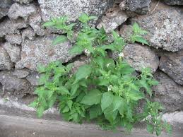 Image result for Solanum chenopodioides