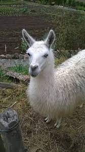 Llama Blanca Picture Of Termas De Papallacta Tripadvisor