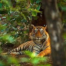 We can also use this day to support tiger conservation issues and to raise awareness. International Tiger Day July 29 2021 National Today