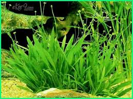 Projek tumbuhan air oksigen boleh dilakukan dalam akuarium di mana seluruh bahagian tumbuhan terendam air. 10 Macam Dan Jenis Tanaman Hias Untuk Aquarium Air Tawar Ekor9 Com Ekor9 Com