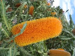 Its branches of fragrant flowers are in shades of red, purple, pink, white or pale yellow. Plants To Attract Birds Bees And Butterflies To Your Garden Jimsmowing Com Au