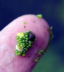 Image result for Wolffia arrhiza