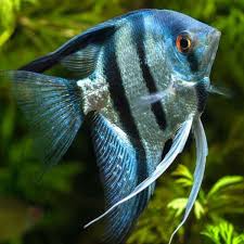 Angelfish Care Angelfish Diseases Aquarium Fish Live Aquarium Fish Angel Fish