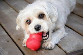 There is no reason why we can't make a really fun, long lasting treats for our dogs using their normal kibble. Kong Dog Toys Kong Toys Twitter