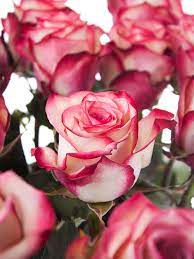 (obsolete or archaic) made of or consisting of roses. Rosen Paloma Pink Weiss Bestellen Blumigo
