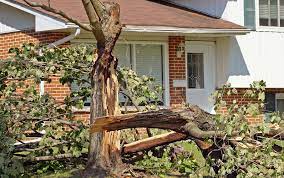 If A Tree Falls In A Storm Who Pays For The Tree Damage