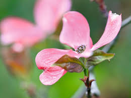 Green foliage, turning red/purple in autumn. Dogwood Trees To Grow Which Are The Best Cornus For Flowering Gardens Illustrated