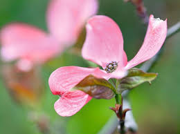 See more ideas about flowers, year round flowers, beautiful flowers. Dogwood Trees To Grow Which Are The Best Cornus For Flowering Gardens Illustrated