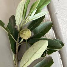 Image result for Glenniea africana