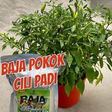 Baja perlu dilakukan sebelum penanaman bermula dan semasa penanaman sepanjang kitaran pokok hidup. Baja Sb Pokok Cili Untuk 150pokok Pack Premium Organik Subur Bunga Buah Berat 1000gram Percuma 500gram Shopee Malaysia