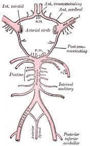 Gross anatomy of circle of willis and clinical significance circle of willis definition: Circle Of Willis