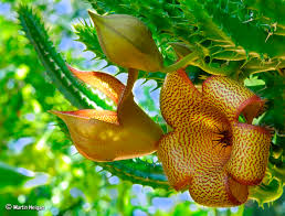 Image result for Tavaresia